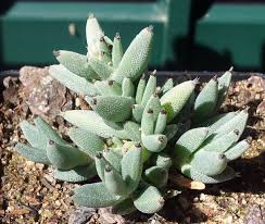 Attēlu rezultāti vaicājumam “Trichiaceae, Hemitrichiaceae, Arcyriaceae”