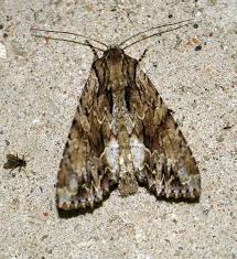 Attēlu rezultāti vaicājumam “Phalonidea permixtana”