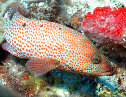 Image result for Cephalopholis cruentata