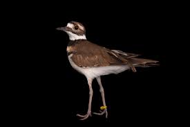 Image result for Charadrius vociferus