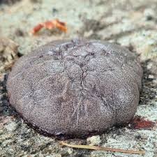 Attēlu rezultāti vaicājumam “Amaurochaete atra macro”