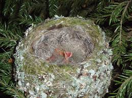 Attēlu rezultāti vaicājumam “Fringilla coelebs nest”