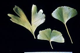 Attēlu rezultāti vaicājumam “Ginkgo biloba female flower”