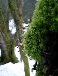 Attēlu rezultāti vaicājumam “Dicranum montanum sporophyte”