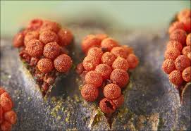 Attēlu rezultāti vaicājumam “Neonectria coccinea”