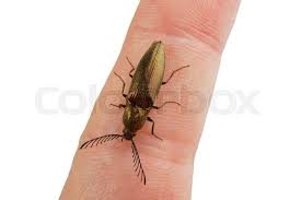 Attēlu rezultāti vaicājumam “Ctenicera pectinicornis female”