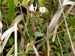 Attēlu rezultāti vaicājumam “Oxycoccus bud”