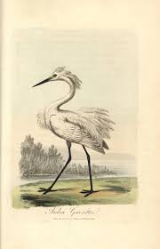 Image result for Egretta garzetta