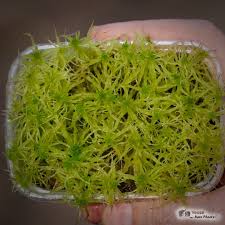 Attēlu rezultāti vaicājumam “Sphagnum fimbriatum”