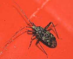 Attēlu rezultāti vaicājumam “Phytocoris sp.”