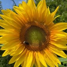 Image result for Sonnenblume
