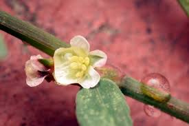 Attēlu rezultāti vaicājumam “Polygonum aviculare flower”