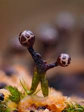 Attēlu rezultāti vaicājumam “Cribraria argillacea spores”