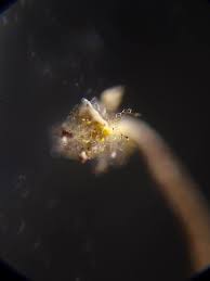 Attēlu rezultāti vaicājumam “Physarum virescens young”