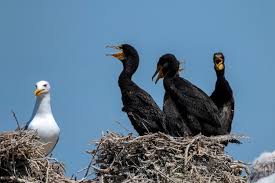 Attēlu rezultāti vaicājumam “Phalacrocorax carbo nest”