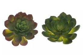 Image result for Mehikasvi