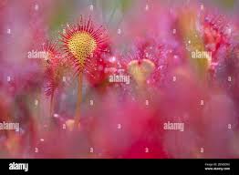 Attēlu rezultāti vaicājumam “Drosera x obovata”