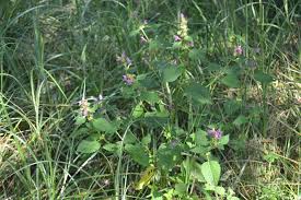 Attēlu rezultāti vaicājumam “Galeopsis bifida”