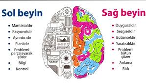 Image result for b%FD%E7ak anatomisi