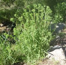 Image result for Potentilla recta