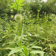 Image result for Dipsacus pilosus