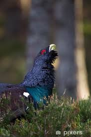 Attēlu rezultāti vaicājumam “Tetrao urogallus male”