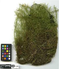 Attēlu rezultāti vaicājumam “Warnstorfia fluitans”