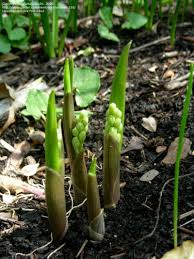 Attēlu rezultāti vaicājumam “Convallaria majalis bud”