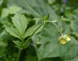 Attēlu rezultāti vaicājumam “Geum rivale leaf”
