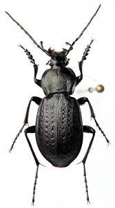 Attēlu rezultāti vaicājumam “Carabus arcensis”