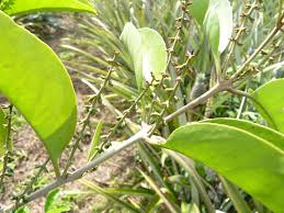 Attēlu rezultāti vaicājumam “Athelia pyriformis”