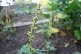 Attēlu rezultāti vaicājumam “Chenopodium bonus-henricus leaf”