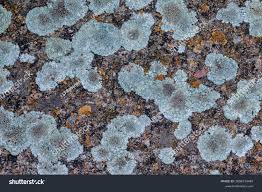 Attēlu rezultāti vaicājumam “Lecanora muralis”