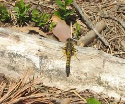 Attēlu rezultāti vaicājumam “Sacchiphantes abietis exuvia”