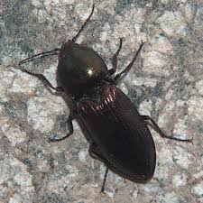 Attēlu rezultāti vaicājumam “Selatosomus aeneus”