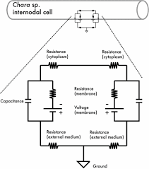 Attēlu rezultāti vaicājumam “Chara intermedia female”