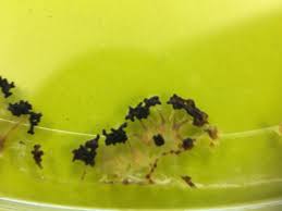 Attēlu rezultāti vaicājumam “Physarum penetrale macro”