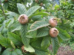 Attēlu rezultāti vaicājumam “Mespilus germanica”