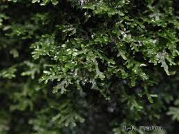 Attēlu rezultāti vaicājumam “Riccardia chamaedryfolia”