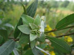 Attēlu rezultāti vaicājumam “Rabdophaga heterobia”