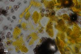 Attēlu rezultāti vaicājumam “Physarum viride var. aurantium stalked”