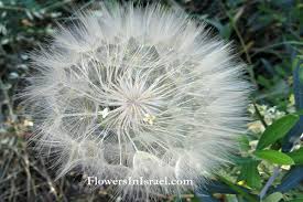 Attēlu rezultāti vaicājumam “Senecio vernalis leaf”