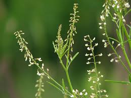 Attēlu rezultāti vaicājumam “Melilotus wolgicus”