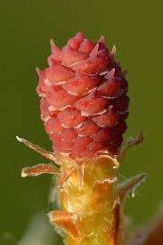 Attēlu rezultāti vaicājumam “Pinus sylvestris female flower”