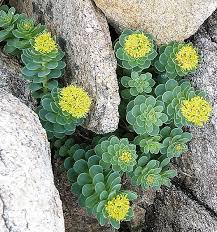 Attēlu rezultāti vaicājumam “Rhodiola rosea flower”