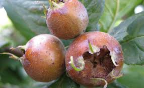 Attēlu rezultāti vaicājumam “Mespilus germanica fruit”