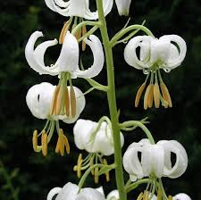 Image result for Lilium martagon Alba