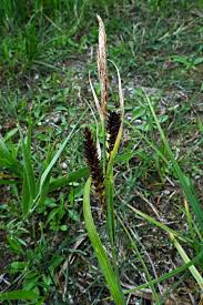 Attēlu rezultāti vaicājumam “Carex hostiana”