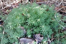 Attēlu rezultāti vaicājumam “Cribraria violacea stalked”