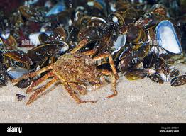 Image result for Hyas araneus